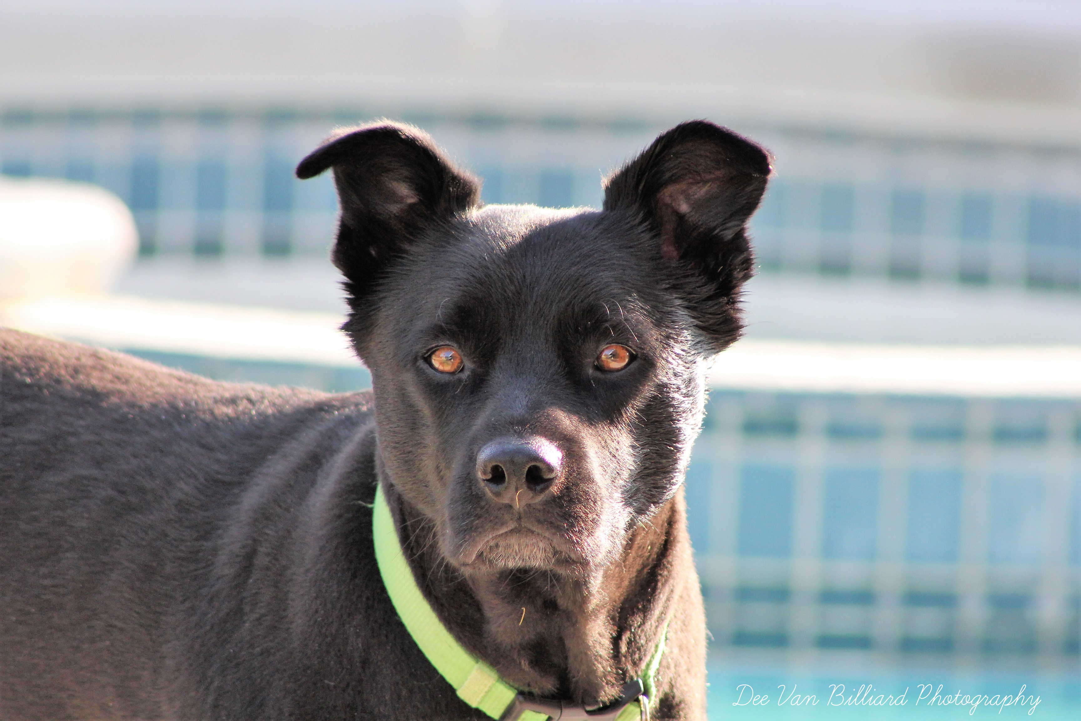 A large black dog stares intently at the camera in front of a swimming pool.