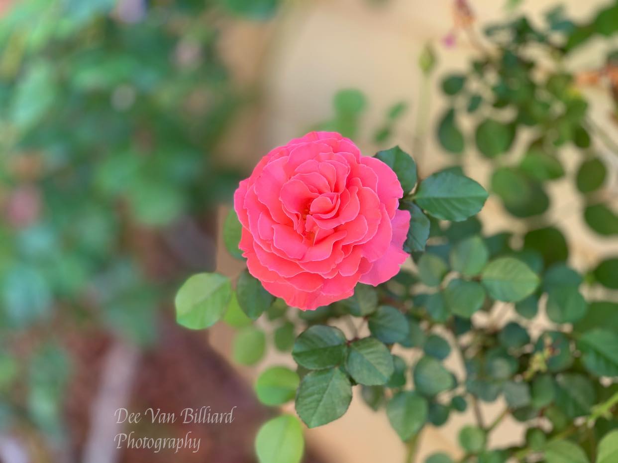 A pink rose.