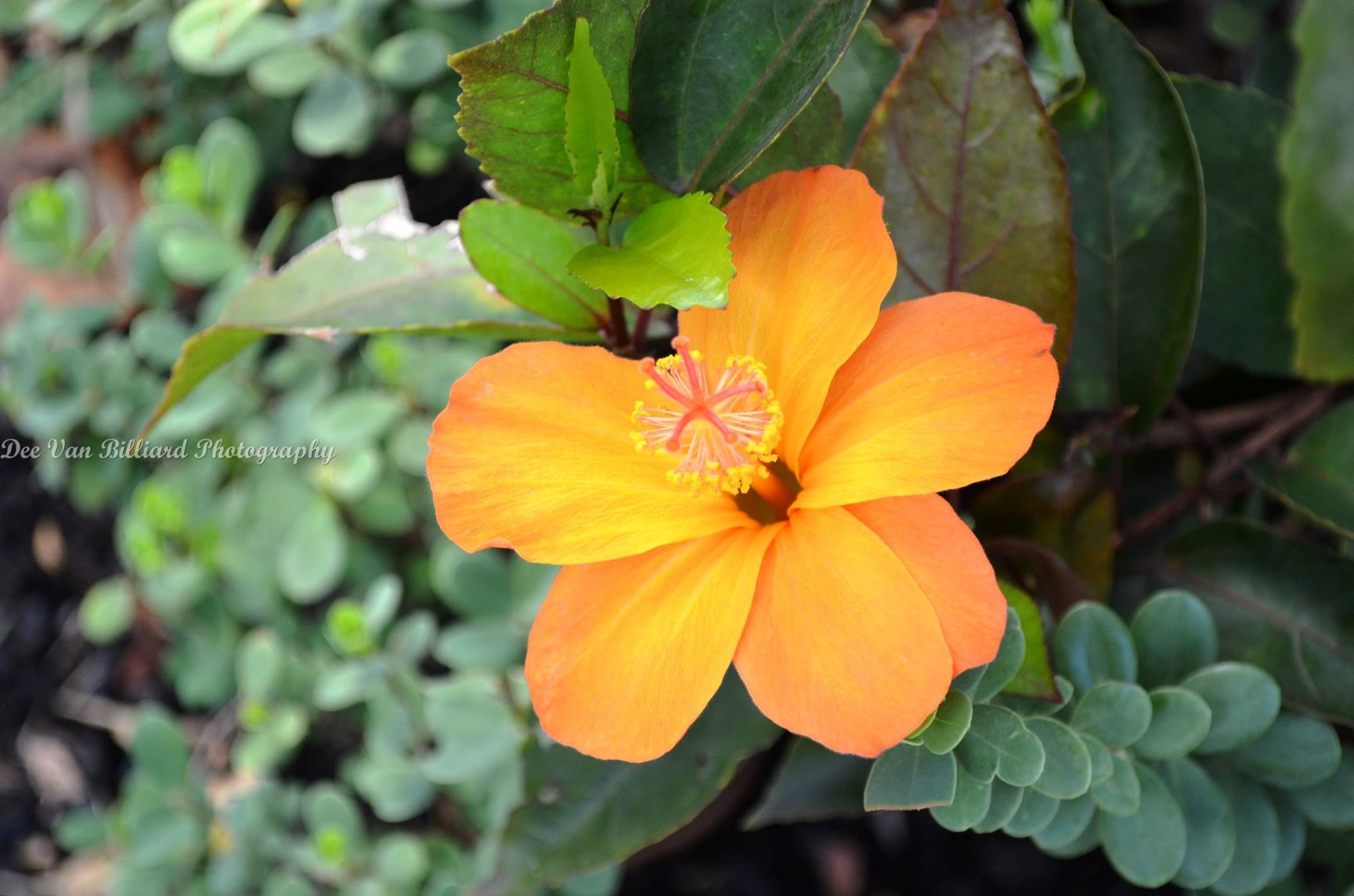 An orange flower.