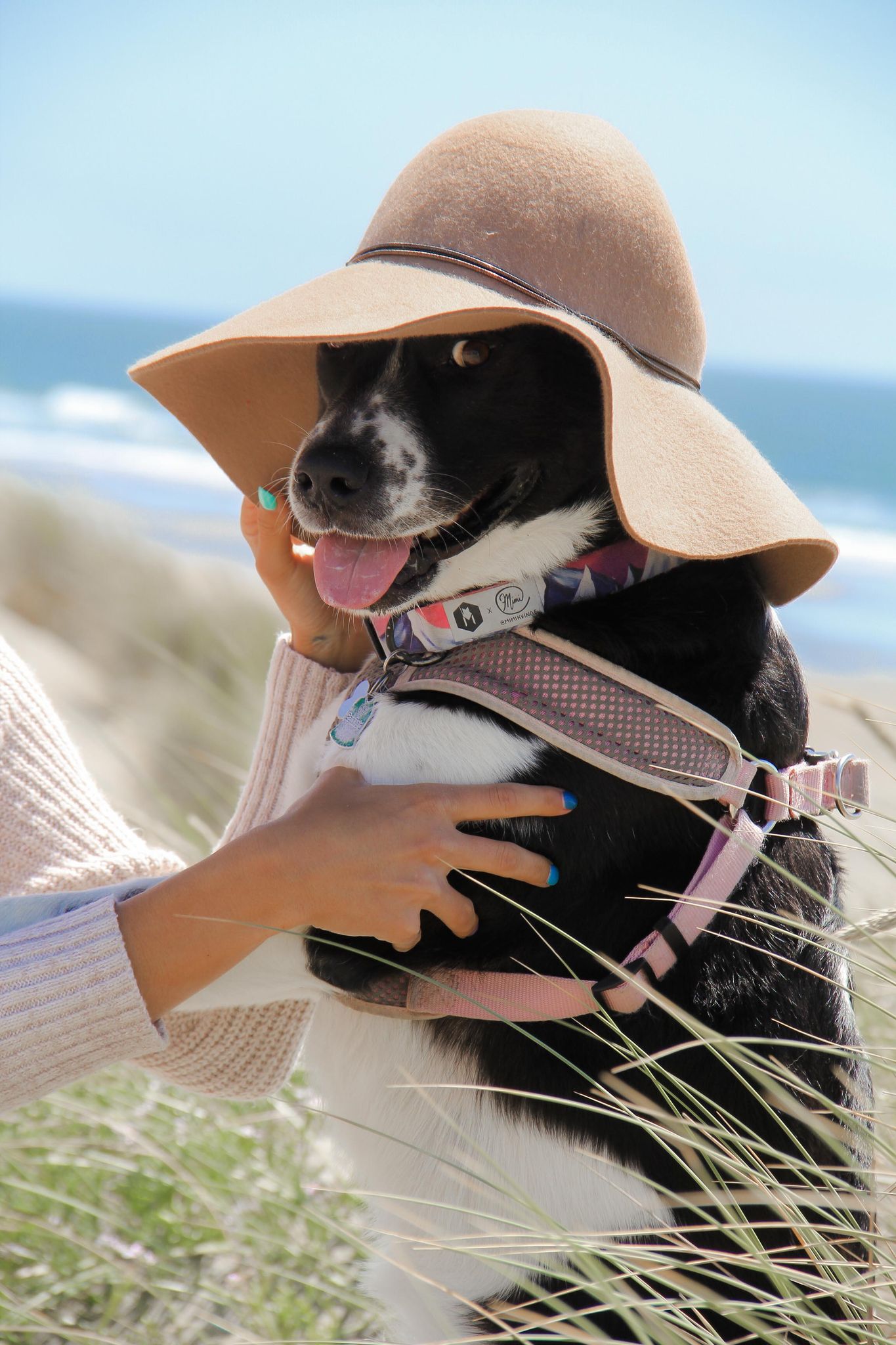 A cute black and white dog smiles at the camera while wearing a hat.
