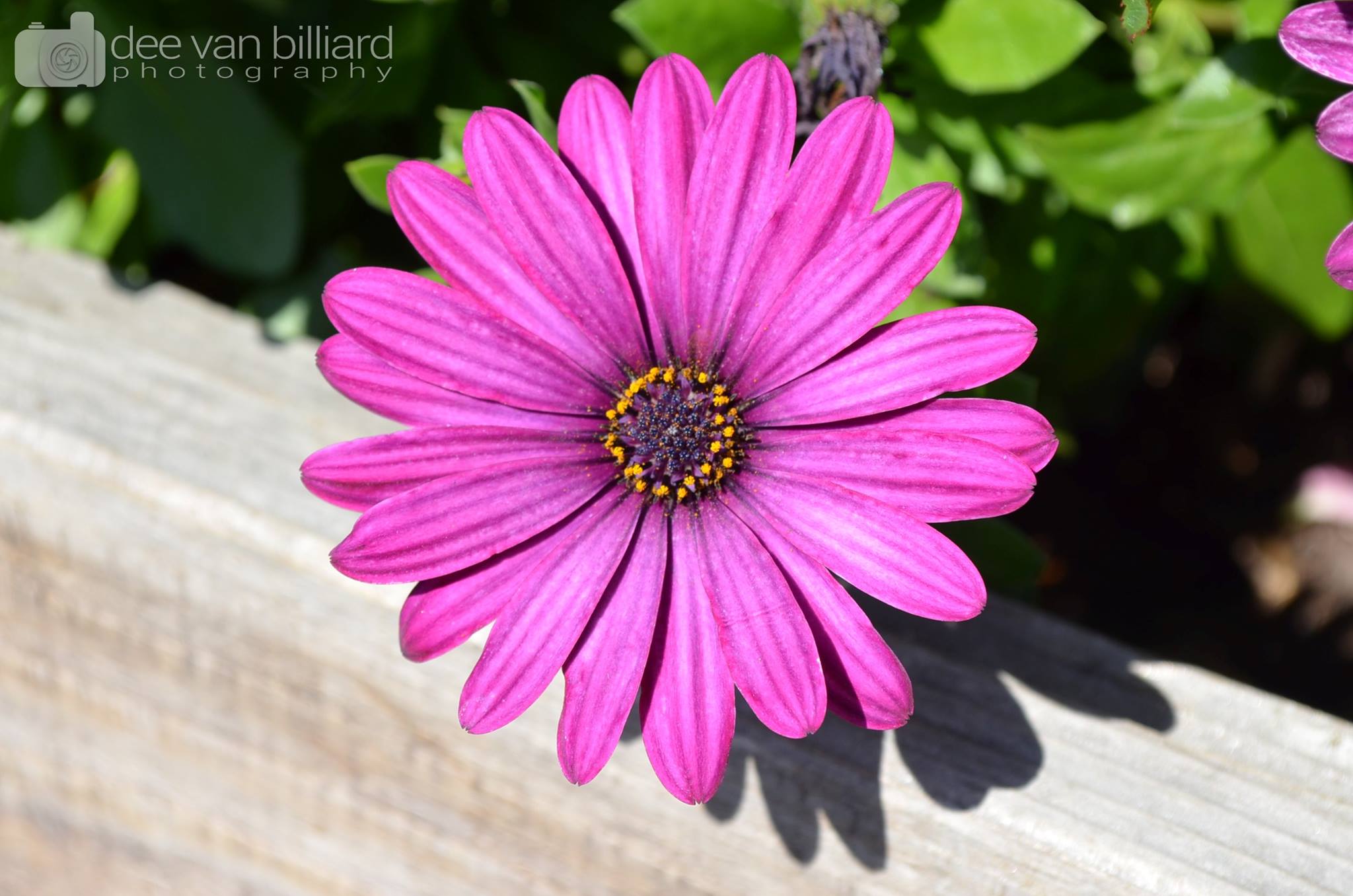 A purplish pink flower.