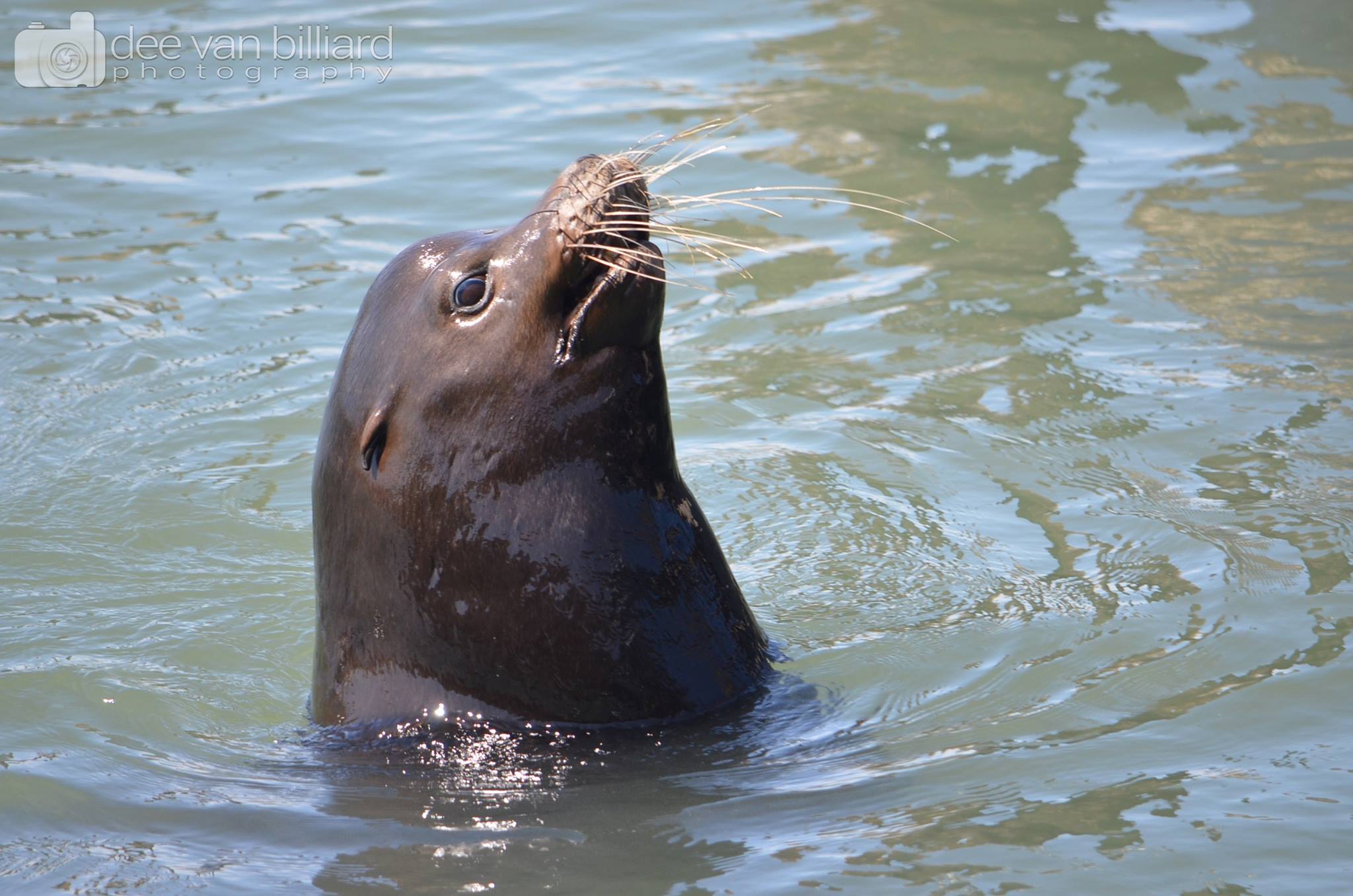 A seal sticks its head out of the water.