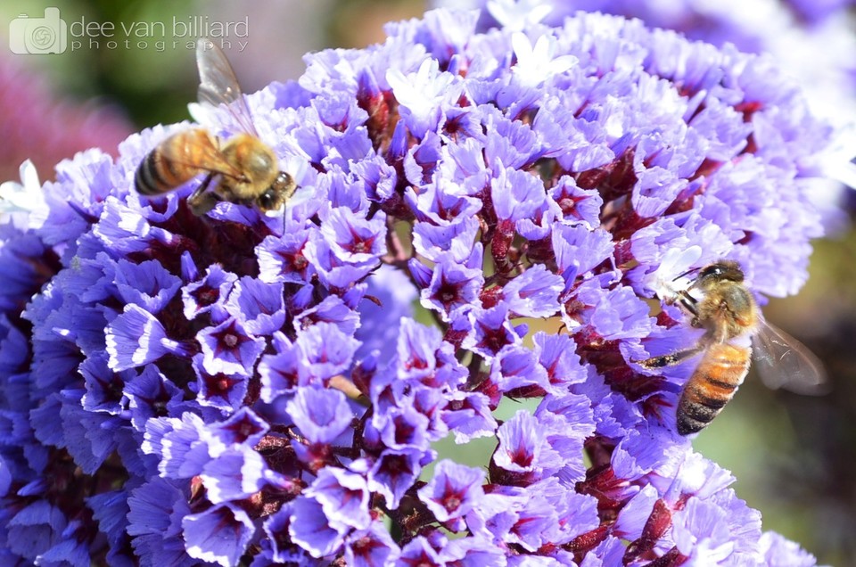 A bumble bee pollinating small purple flowers.