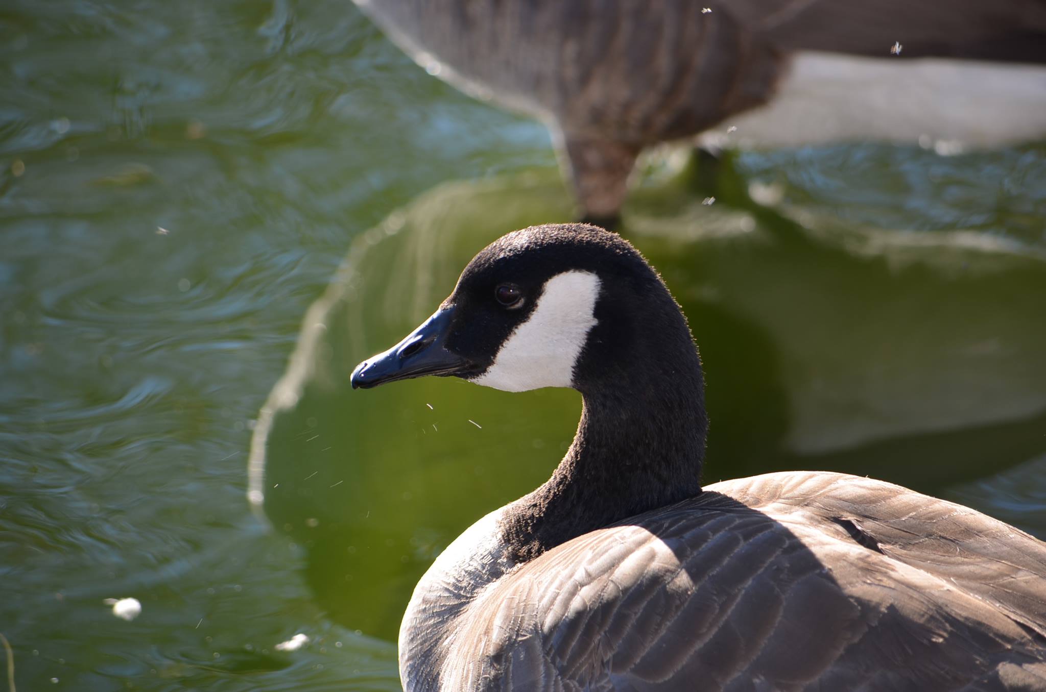 A Canadian goose staring out at the water.